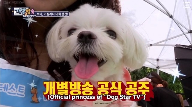  Dog Star TV Poster