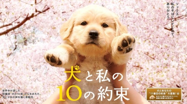  10 Promises To My Dog Poster
